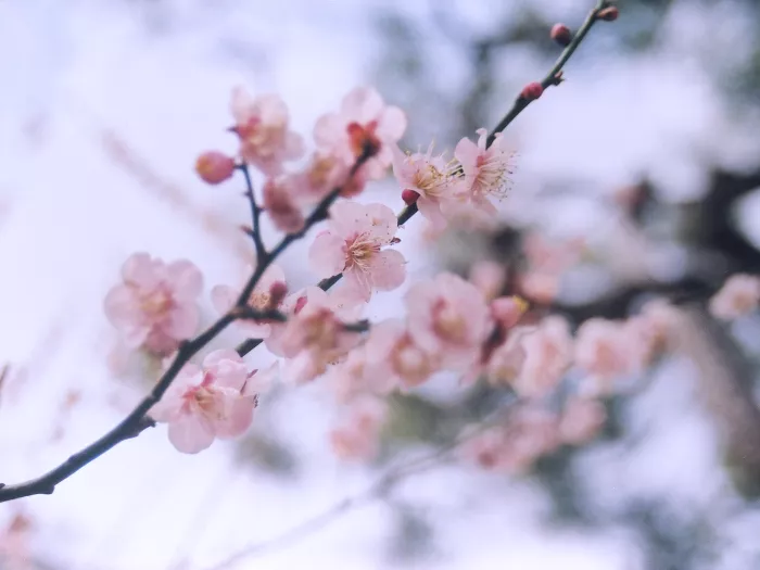 Cherry Blossoms
